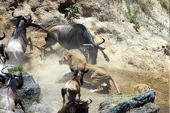 Masai Mara Safari Packages from Nairobi | Book Today
